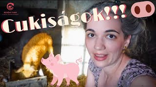 Mangalica malacok és új csirke ólak 2021  Farm update VLOG E06 [upl. by Odraode]