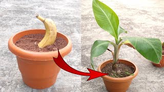 4 Essential tips for growing bananas [upl. by Tayib523]