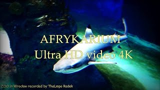 AFRYKARIUM  ZOO in Wrocław  Ultra HD video 4K [upl. by Corinne]