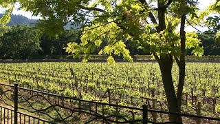 Wine Country Vineyards in Spring  Relaxing Winery Landscapes [upl. by Adlesirc]