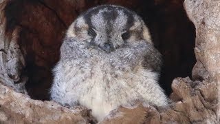 Sleepy Hollow – Adorable Owletnightjar in the Capertee Valley [upl. by Howland712]