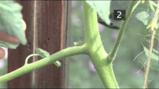 How To Prune Tomatoes [upl. by Eentirb]