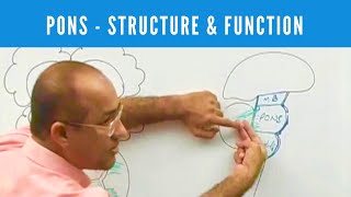 Pons  Structure and Function  Neuroanatomy [upl. by Macdonald491]