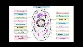 Animal Cell and Plant Cell Diagrams and Differences [upl. by Frans]