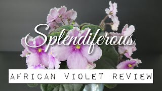 Splendiferous S Whitaker  African Violet Review [upl. by Asilam529]