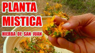 BENEFICIOS y PROPIEDADES de la HIERBA DE SAN JUAN o PLANTA de HIPERICO  Una PLANTA MAGICA [upl. by Davon]