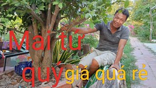 trường gl tứ quý tang phoi đt0332598289 [upl. by Enitsed384]