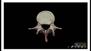 Detailed Anatomy of General Vertebrae [upl. by Hennie397]