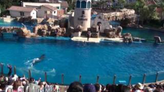 Sea World Amazing Dolphin Show San Diego Ca [upl. by Sonstrom]