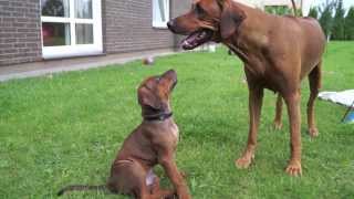 Rhodesian Ridgeback puppies  ievaimer [upl. by Orella]