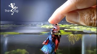 Betta Fish Male VS Female in High Jump [upl. by Oguh]