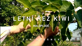 Letní řez KIWI aktinidia  maloplodé [upl. by Josi290]