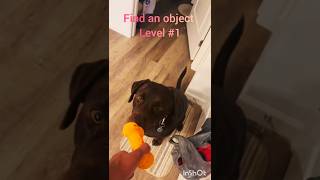 Watch this clever pup find the hidden treasure 🐶 🔍 DogTricks SmartPup [upl. by Liuqa]