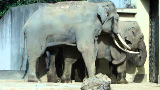 神戸市立王子動物園 アジアゾウ 。ムストピーク前のマック。 Bull asian elephant in PreMusth [upl. by Johst]