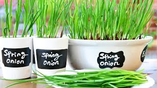 How To Grow Spring Onions  Scallions [upl. by Nehepts]