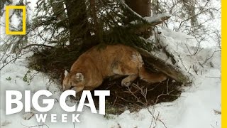 Top 3 Cougar Facts  Big Cat Week [upl. by Sale]