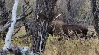 Russian Mission Alaska moose hunt [upl. by Airdnaxila]