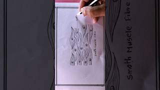 how to draw smooth muscle diagramdrawing shortsvideo wowart shortsvideo shortsviral [upl. by Efram]