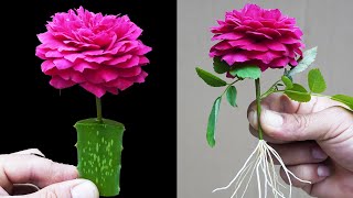 Easy Rose Growing Secrets That Millions of People Dont Know [upl. by Sikras]