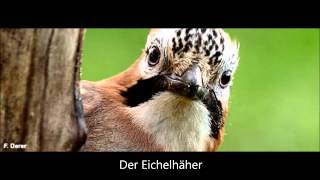 Der Eichelhäher [upl. by Lesly]