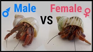 How to tell if a hermit crab is male or female [upl. by Boone]