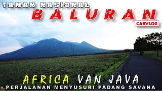 Taman Nasional Baluran  Menyusuri Padang SAVANA dan Review suasana ASLI Africa Van Java [upl. by Tove981]