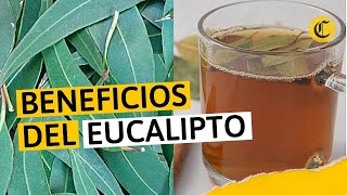 Beneficios del EUCALIPTO para las enfermedades respiratorias [upl. by Eibo]