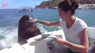 Sea Lion Hitches a Ride on Boat [upl. by Droffig]