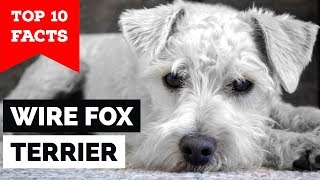 Wire Fox Terrier  Top 10 Facts Hunting Dog [upl. by Achorn174]