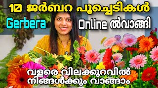 10 ജർബറ പൂച്ചെടികൾ ഓൺലൈനായി വാങ്ങി  വിലക്കുറവിൽനിങ്ങൾക്കും വാങ്ങാം  Gerbera flower plant [upl. by Nahgaem440]