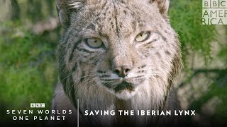 Saving the Iberian Lynx  Seven Worlds One Planet  BBC America [upl. by Asenev]