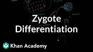 Zygote differentiating into somatic and germ cells  MCAT  Khan Academy [upl. by Monarski]