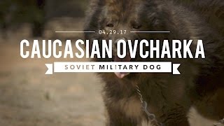 THE CAUCASIAN OVCHARKA BUILT BY THE SOVIET MILITARY [upl. by Zwiebel961]