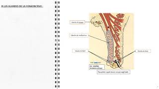 ANATOMIE FMPM LA CONJONCTIVE [upl. by Inanaup]