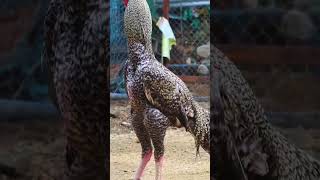 sandaseval videos  sandakoli valarppu  kattu seval shorts rooster aseel [upl. by Kelcy916]