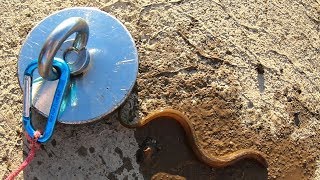 Caught an EEL Magnet Fishing with a Crazy Dangerous Magnet [upl. by Enelyt]