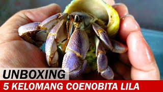 UNBOXING 5 Kelomang Coenobita Lila dan Cangkang Turbo Sarmaticus  Unboxing  Crabpedia [upl. by Petigny]