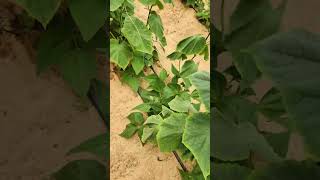 Effective recovery from dampingoff disease is possible PythiumControl Plants GardeningTips [upl. by Atinav]