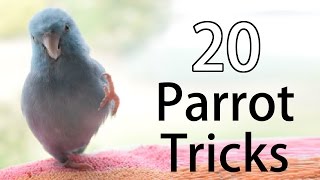 20 Fun Parrot Tricks [upl. by Immas903]