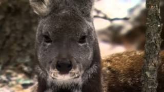 Jackalopes Are Real [upl. by Bonneau]