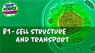 B1  WHOLE TOPIC GCSE CELL STRUCTURE AND TRANSPORT [upl. by Annahoj]