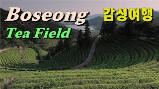 Tea Field in Boseong 보성 녹차밭 [upl. by Ahsenac]