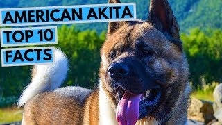 American Akita  TOP 10 Interesting Facts [upl. by Urbain53]