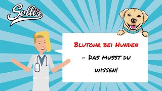 Blutohr beim Hund  Ursachen amp Behandlung [upl. by Bazluke489]