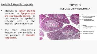 THYMUS HISTOLOGY [upl. by Natal]