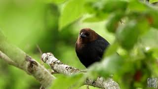 Liquid gurgle chiming call of a brown headed cow bird [upl. by Ahsitruc461]