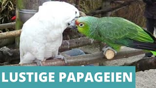 Lustige Papageien Compilation  Zum Totlachen [upl. by Zenitram]