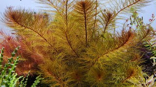 Myriophyllum Tuberculatum  look like tree aquarium plant  How I grow it [upl. by Oberon]