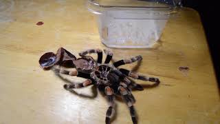 How to Tell if a Tarantula is Male or Female [upl. by Adnouqal]