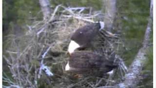 Maine Bald Eagle Eagles Cam 3 BRI Biodiversity Research Institute Gorham [upl. by Mitchell232]